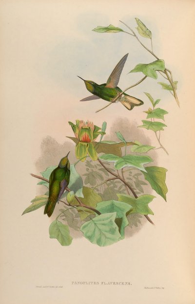 Panoplites flavescens = Boissonneaua flavescens - John Gould